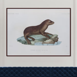 Sea Lion (juvenile)