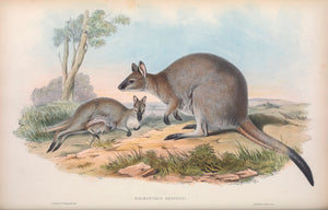 Red-necked wallaby or Bennett's wallaby