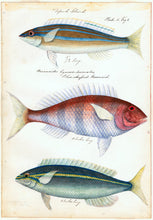 Load image into Gallery viewer, Sketches of Australian Fishes - Third Voyage of HMS Beagle