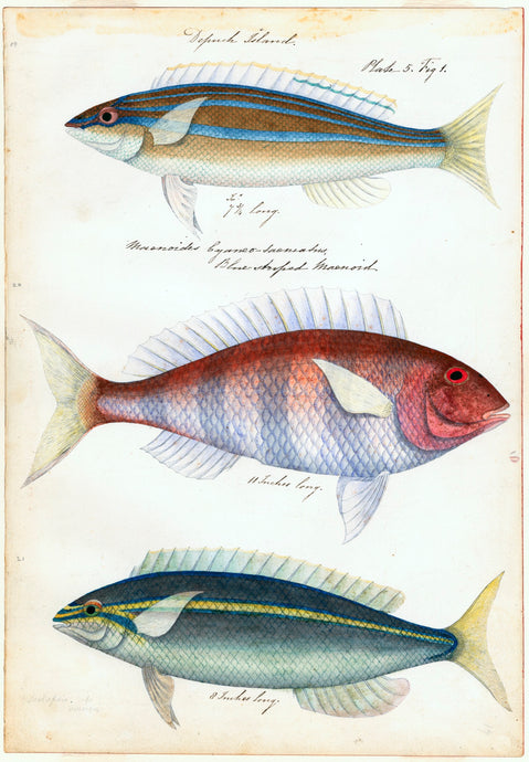 Sketches of Australian Fishes - Third Voyage of HMS Beagle