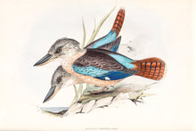 Load image into Gallery viewer, Blue-winged Kookaburra (Dacelo leachii), 1848