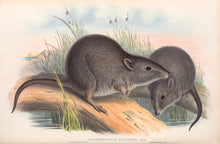 Load image into Gallery viewer, Gilbert&#39;s Potoroo (Potorous gilbertii)