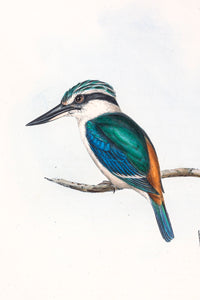 Red-backed kingfisher (Todiramphus pyrrhopygius) (enlarged)