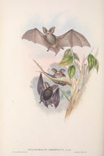 Load image into Gallery viewer, Lesser long-eared bat