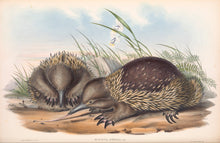 Load image into Gallery viewer, Tasmanian Echidna