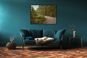 Road Scene, Cambewarra Mountains, NSW