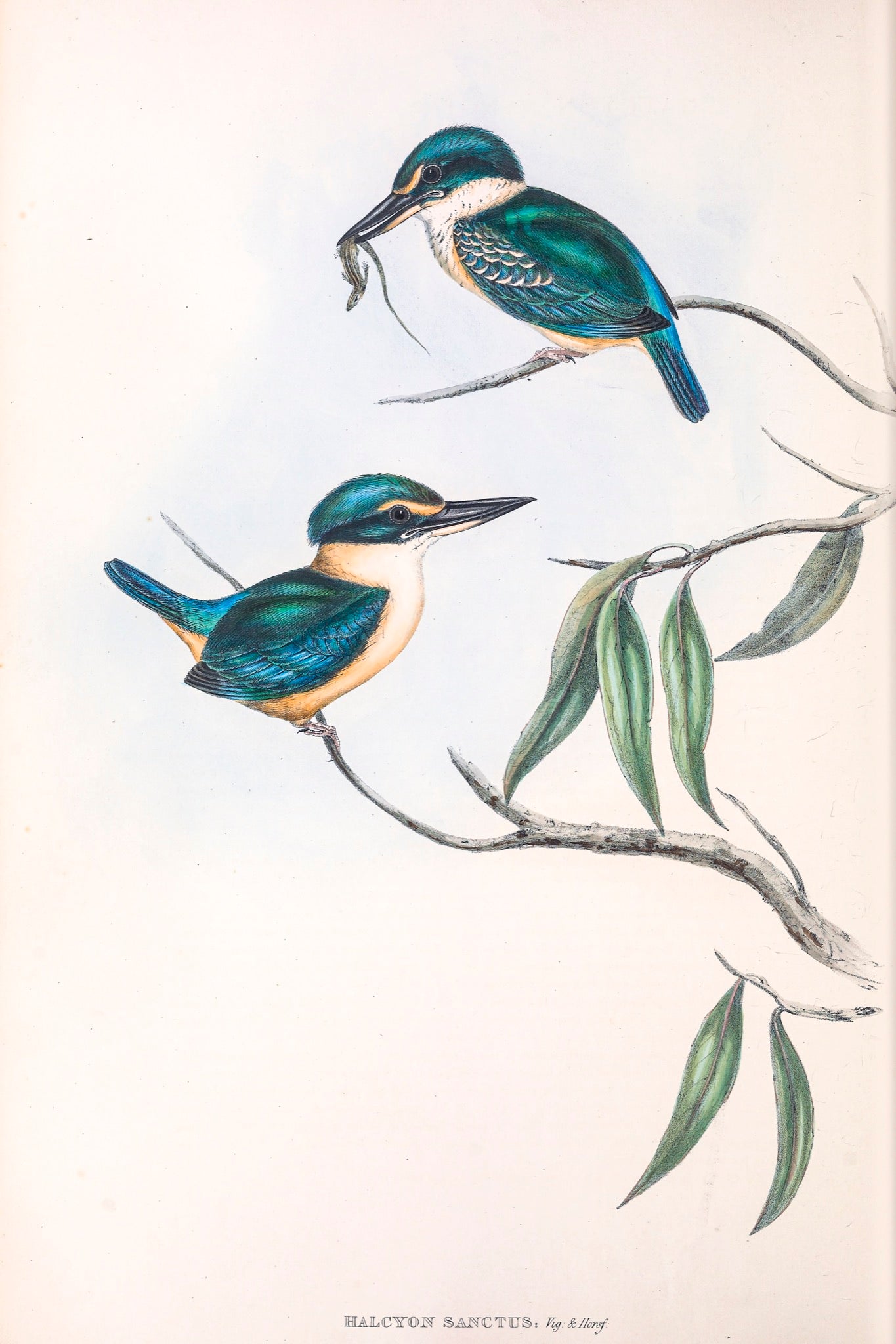 Sacred Kingfisher (Todiramphus sanctus)