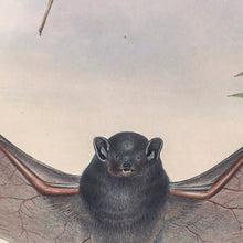 Load image into Gallery viewer, Hoary wattled bat