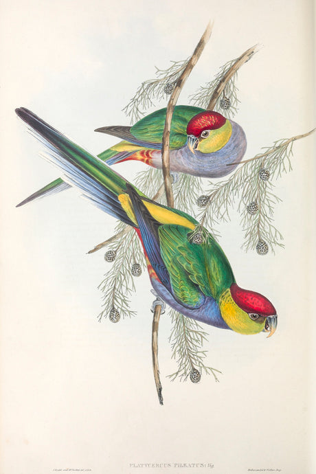 Red-capped Parrot (Purpureicephalus spurius)