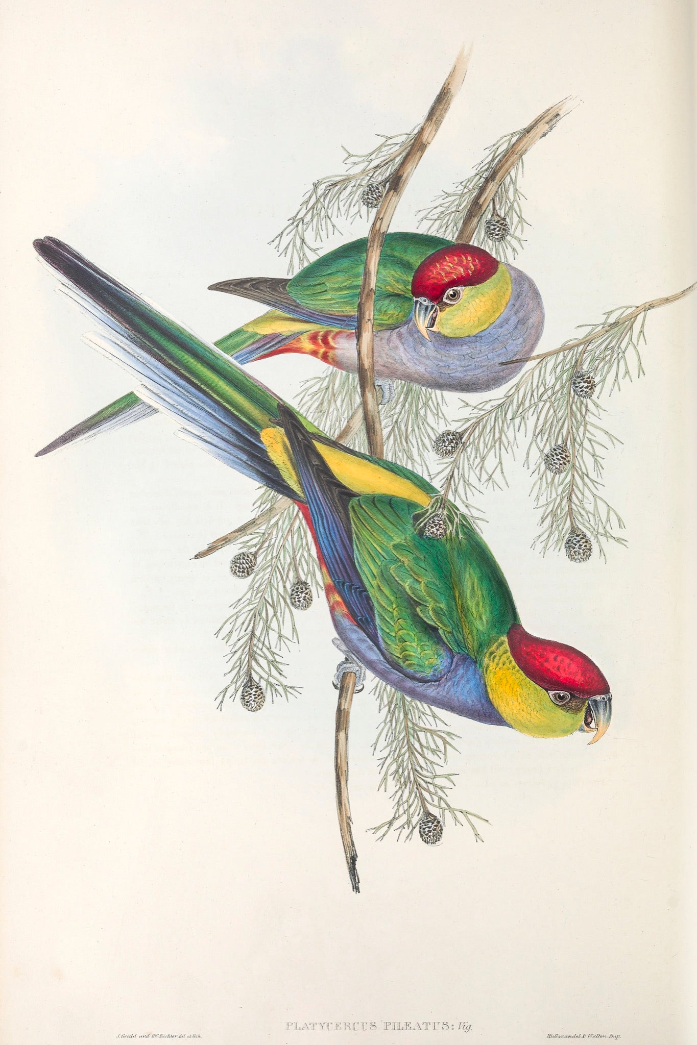 Red-capped Parrot (Purpureicephalus spurius)