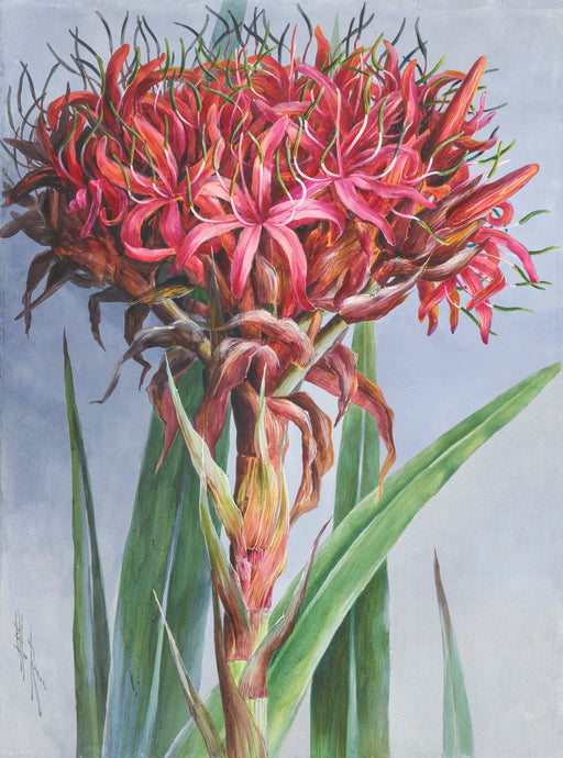 Gymea Lily (Doryanthes excelsa)