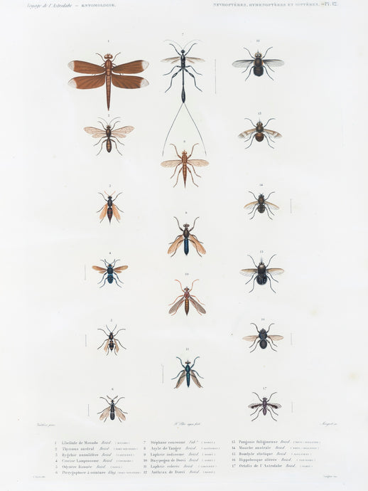 Insects