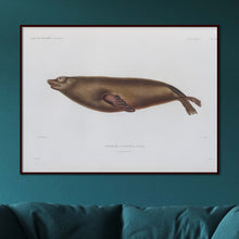 Load image into Gallery viewer, Sea Lion (male)