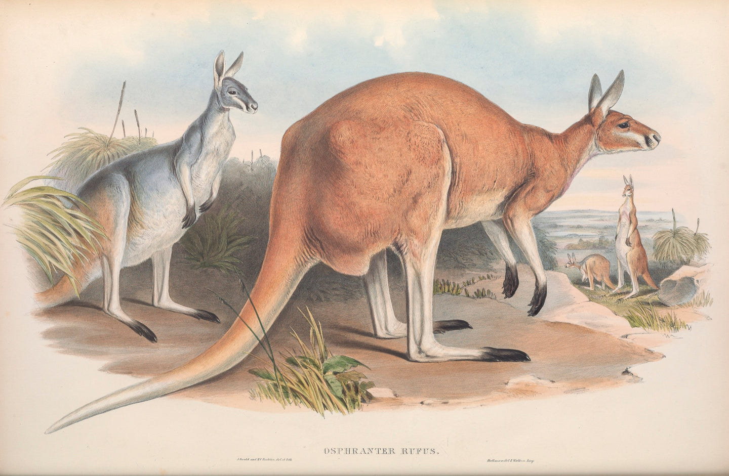 Red Kangaroo