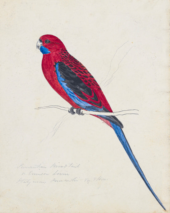 Crimson Rosella