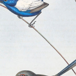 White-winged Fairywren (Malurus leucopterus)