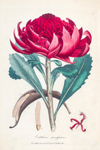 Load image into Gallery viewer, Waratah (Telopea speciosissima)