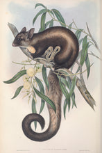 Load image into Gallery viewer, Yellow-bellied Glider,