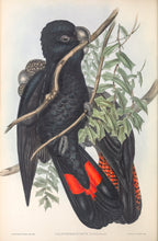 Load image into Gallery viewer, Forest Red-tail Black Cockatoo, or Karrak (Calyptorhynchus banksii naso)