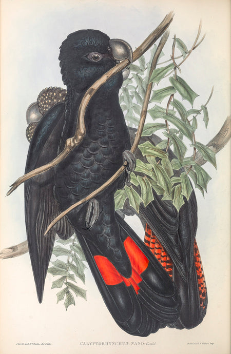 Forest Red-tail Black Cockatoo, or Karrak (Calyptorhynchus banksii naso)