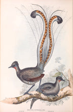 Load image into Gallery viewer, Superb Lyrebird (Menura novaehollandiae)