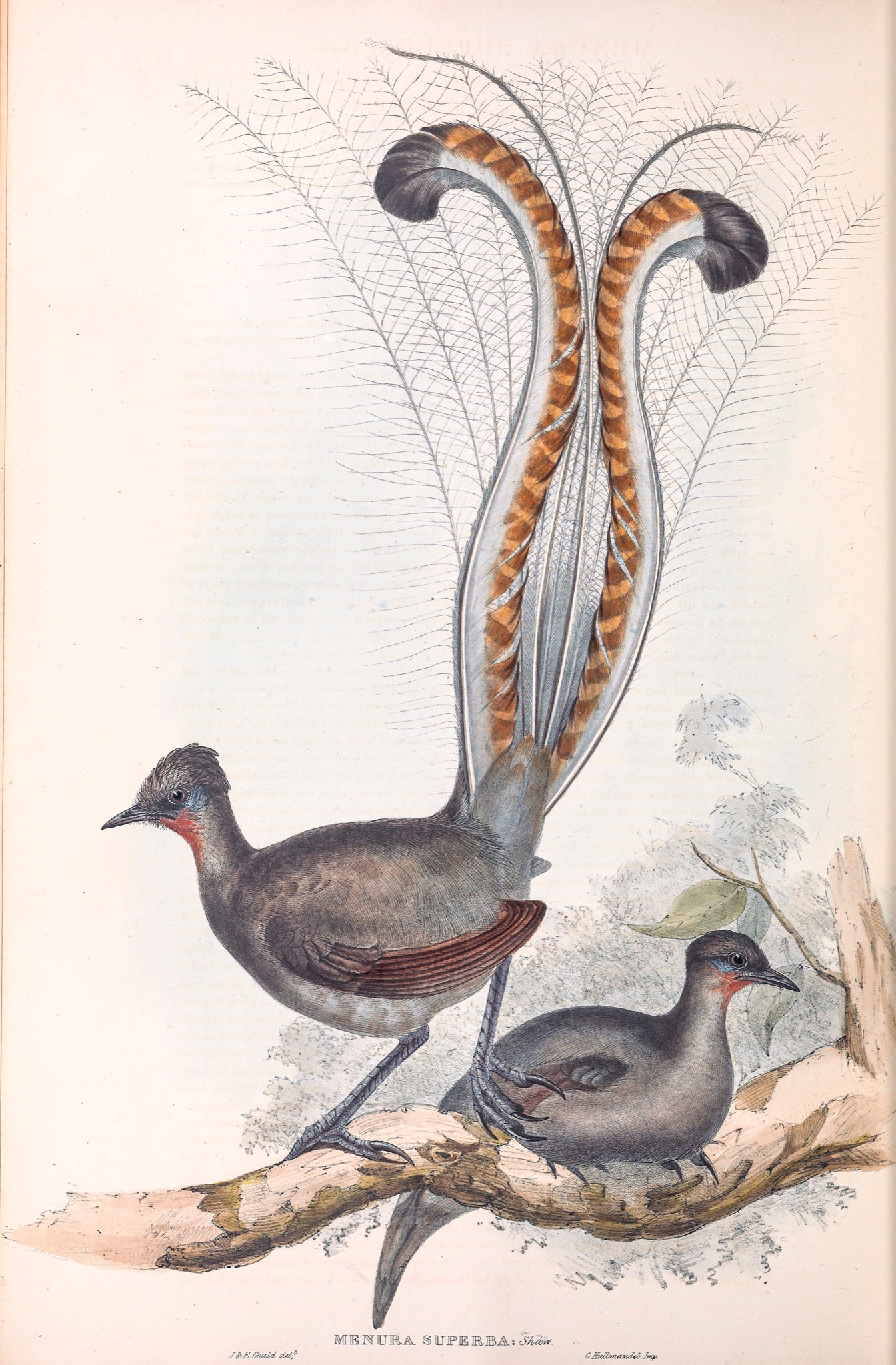 Superb Lyrebird (Menura novaehollandiae)