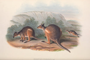 Red-legged Pademelon