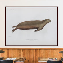 Load image into Gallery viewer, Sea Lion (female)