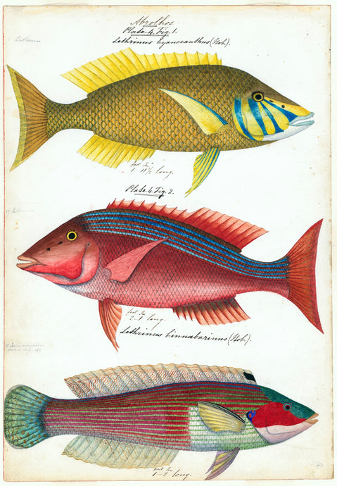 Sketches of Australian Fishes - Third Voyage of HMS Beagle