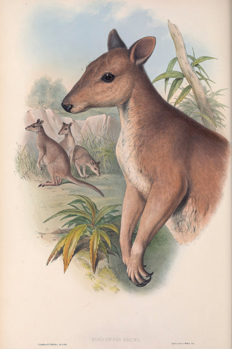 Dusky Pademelon