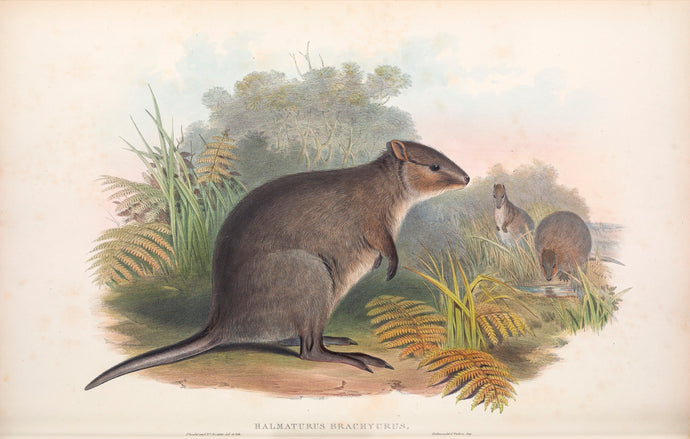 Quokka, or Short-tailed Scrub Wallaby