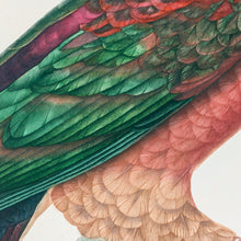 Load image into Gallery viewer, Red-bellied fruit dove, New Guinea