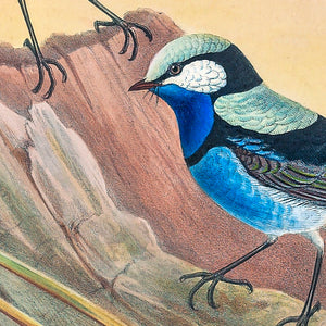 Superb Fairy Wren or Blue Wren (Malurus cyaneus)