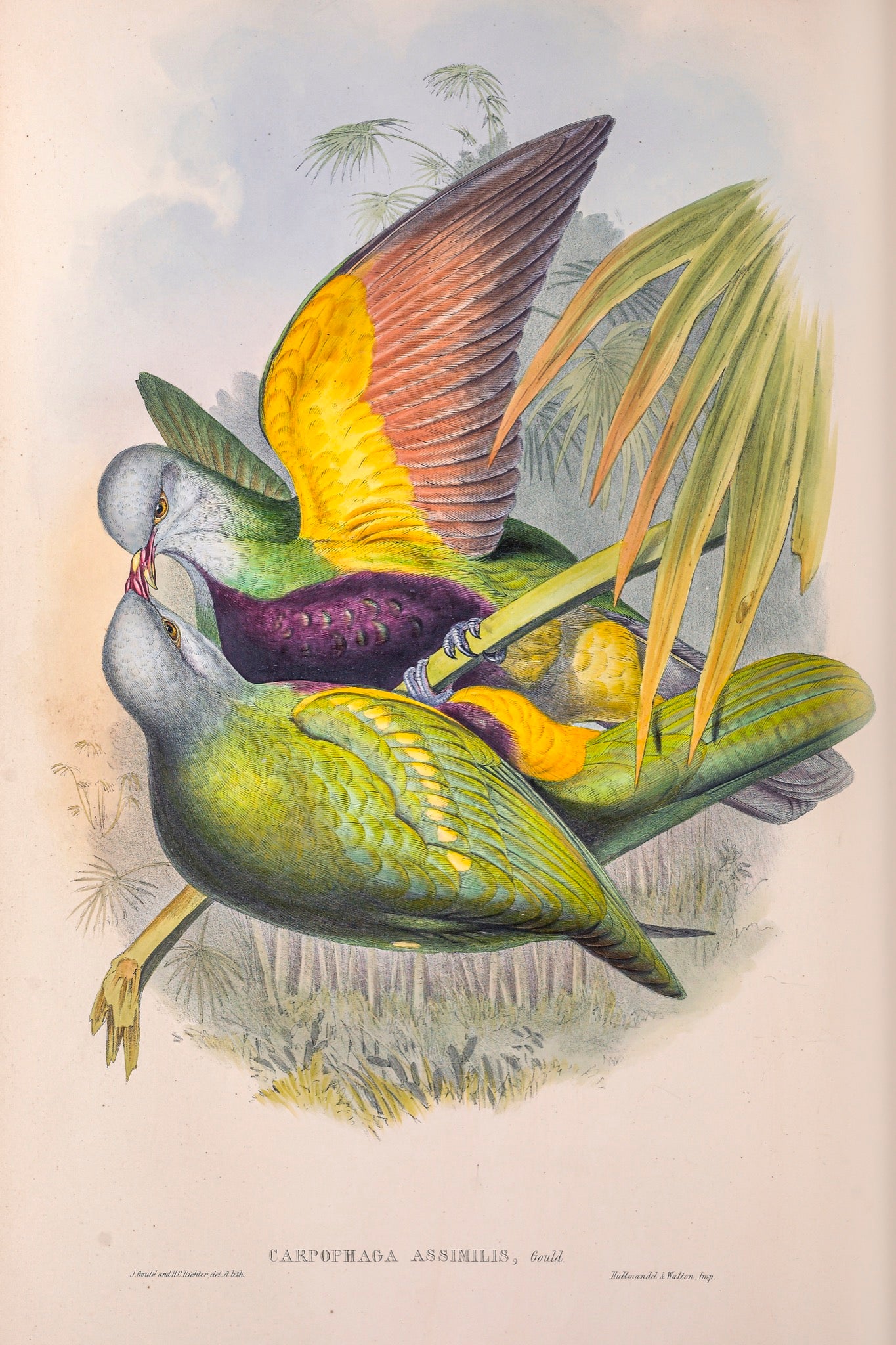 Wompoo Fruit dove (Ptilinopus magnificus), Eastern Australia