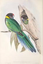 Load image into Gallery viewer, Australian Ringneck,(Barnardius zonarius), 1848