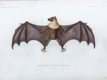 Load image into Gallery viewer, Bat (Tonga)