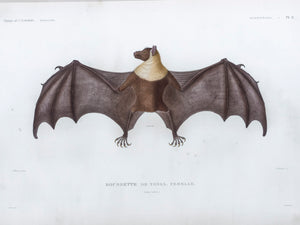 Bat (Tonga)