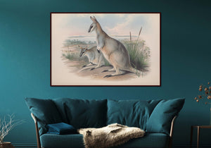 Grey's Wallaby