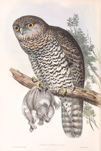 Powerful Owl (Ninox strenua)