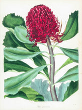 Load image into Gallery viewer, Waratah (Telopea speciosissima)