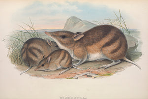 Eastern Barred Bandicoot