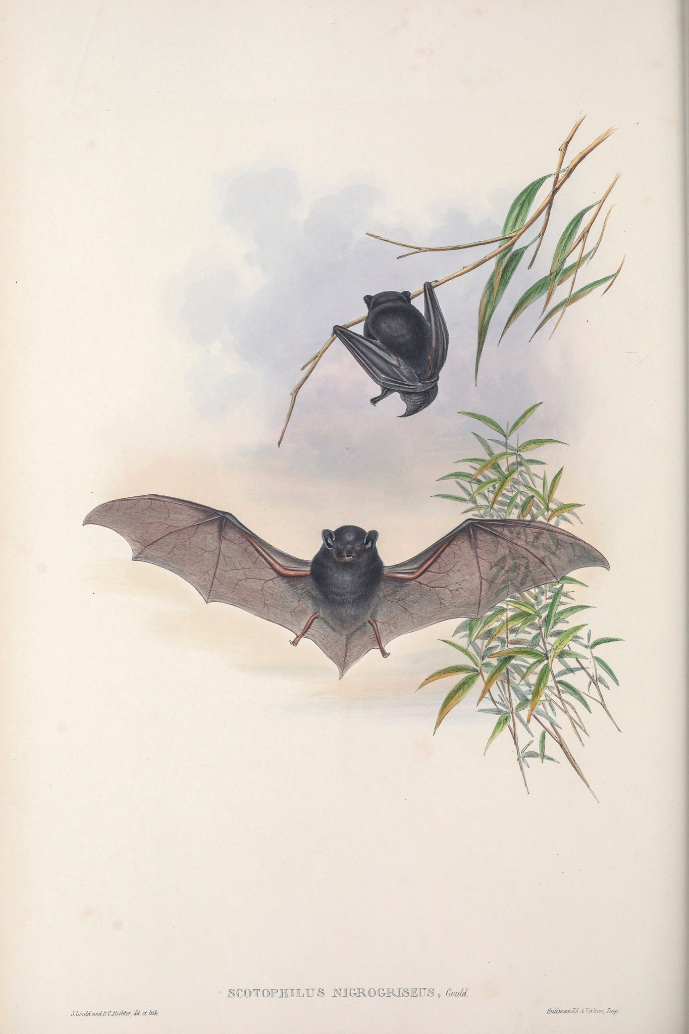 Hoary wattled bat