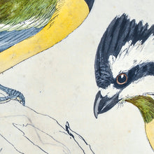 Load image into Gallery viewer, Crested Shrike-tit (detail)