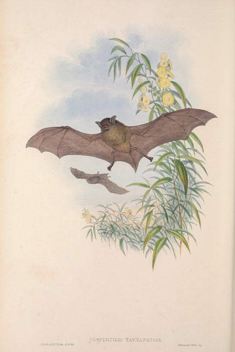 Tasmanian Bat