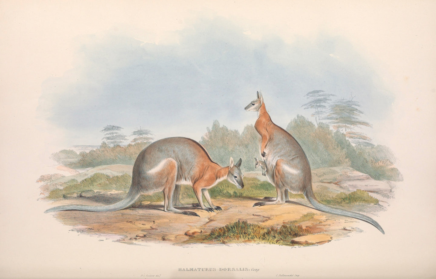 Black-striped Wallaby