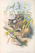 Load image into Gallery viewer, Koala (Phascolarctos cinereus)