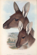 Load image into Gallery viewer, Western Grey Kangaroo