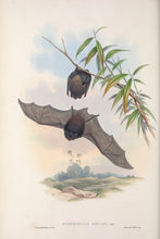 Load image into Gallery viewer, Gould&#39;s wattled bat