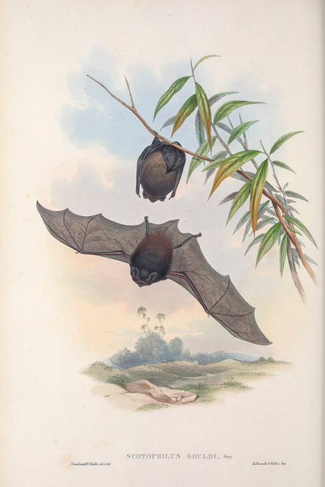 Gould's wattled bat