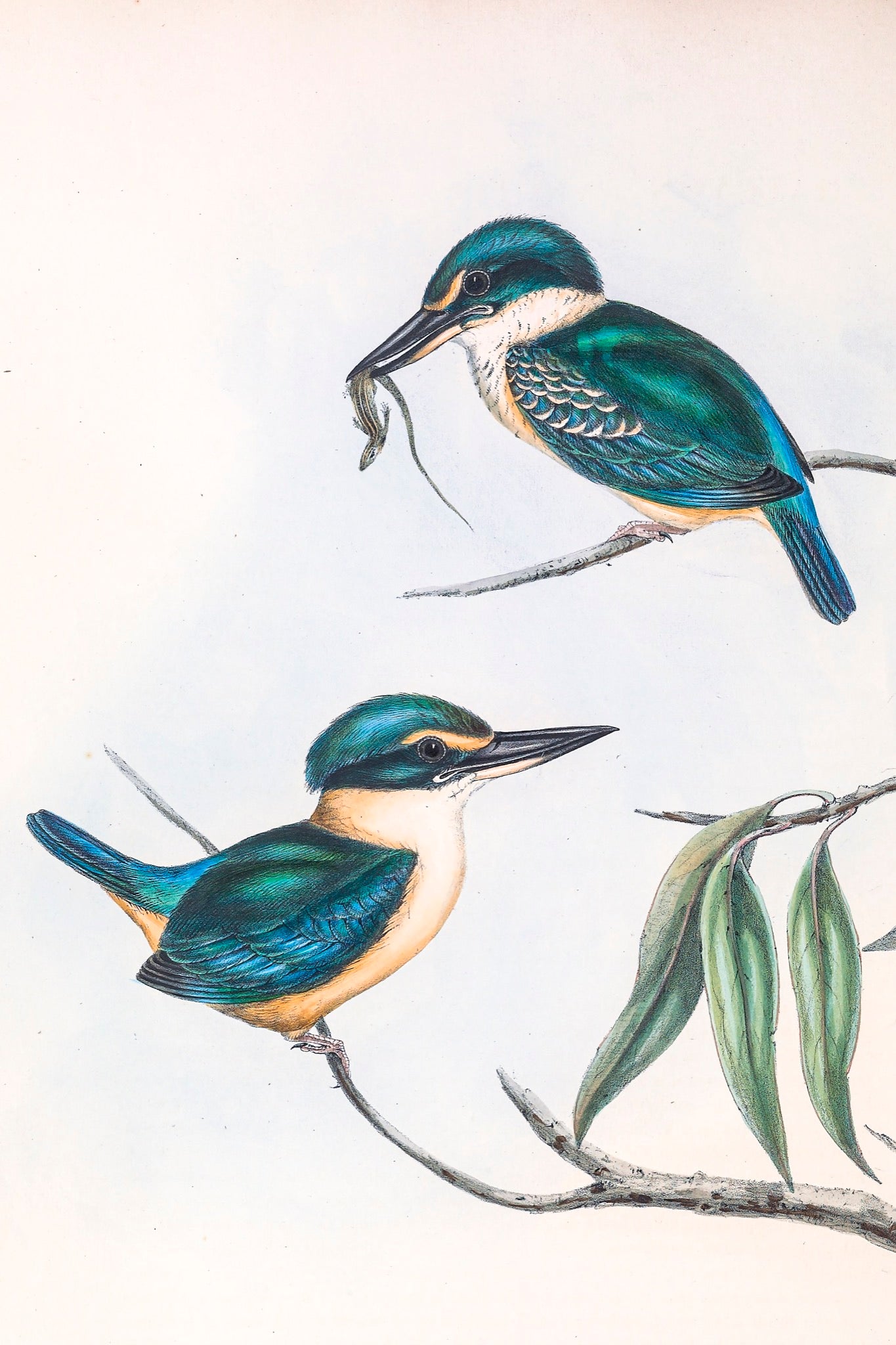 Sacred Kingfisher (Todiramphus sanctus) (enlarged)